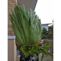 ราคา TLPกระเช้าสีดาหัวใหญ่ถ่ายจากสินค้า​จริง​ (8512504882)