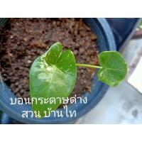 ราคา บอนกระดาษด่าง ไม่ต้องลุ้นว่าจะด่างหรือไม่ (11453262670)