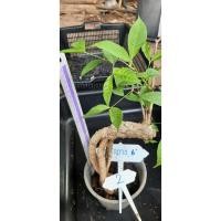 ราคา ต้นโมกราชินี (โมกสิริกิติ์) โมกพื้นเมืองไทย ไม้โขดหายาก (9340311581)