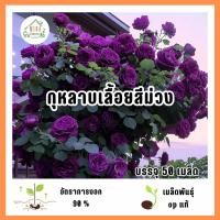 ราคา เมล็ดพันธุ์ดอกกุหลาบเลื้อยสีม่วง 50 เมล็ด (44702697256)