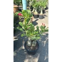 ราคา ชวนชม ต้นชวนชม กระถาง 6 นิ้ว เลือกสีได้ (40473602550)