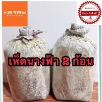 ราคา เชื้อเห็ดนางฟ้า ก้อนเห็ดนางฟ้าขนาด 2 ก้อน ( แถมฟรีคู่มือการเพาะเห็ดอย่างละเอียด ) (3836398000)