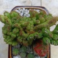 ราคา หยกนำโชคไม้มงคลฟอร์มกอ (22785007039)