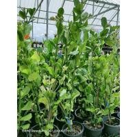 ราคา ต้นนกน้อยนำโชค ไม้มงคล (13804778196)