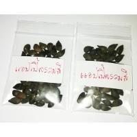 ราคา ซื้อ 1 ชุดแถม 1 ชุด เมล็ดแอปเปิ้ลคละสี apple mixed seeds สีแดง สีเขียว เมล็ดพันธุ์นำเข้า ผักผลไม้ 50 เมล็ดแถม 50 เมล็ด (5907295224)