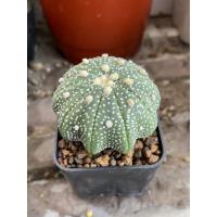 ราคา แอสโตรลูกปลาหมึกเว้าๆ 10พู ไม้สายสะสมหายาก / Astrophytum asterias 10ribs hybrid/แอสโตรไฟตั้ม/แคคตัส/กระบองเพชร (21481878424)