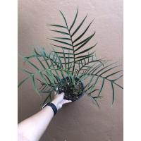 ราคา Philodendron Tortum ฟิโลเดรนดอน ทอทั่ม (17252725845)