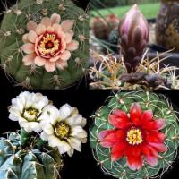 ราคา Cactus✨Gymnocalycium Ochoterenae✨ ยิมโนออกโช (4932515535)