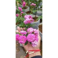 ราคา ยี่สุ่นกุหลาบโบราณหายาก (19690233699)