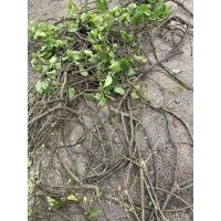 ราคา บอระเพ็ด ปลูกในสวน ปลอดสารเคมี 100% แก้หย่านม แก้ดูดนิ้ว ทานิ้วเด็ก (11126403963)