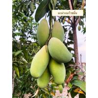 ราคา มะม่วงแก้วขมิ้น 1 กิโลกรัม ส่งแบบดิบไปให้บ่มเองนะคะ (9347210236)