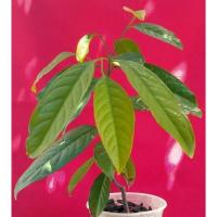ราคา ต้นไม้ ต้นคีเปล เพาะจากเมล็ด (23229915494)