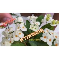 ราคา ขายโป๊ยเซียนสายพันธุ์ “ดาวพระเกตุ” ไม้ดังในอดีต ปัจจุบันหายากแล้ว กระถาง 3 นิ้ว ส่งทั้งกระถาง (18788742367)