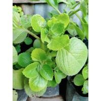 ราคา ต้นหูเสือ/ใบหูเสือ/เนียมหูเสือ สมุนไพร หอม ออริกาโน่ (4468531355)