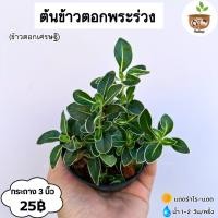 ราคา ต้นข้าวตอกพระร่วง จัดส่ง 2 ต้นขึ้นไป คละแบบได้ (27723944292)