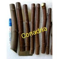 ราคา กิ่งสดมะเดื่อฝรั่งพันธุ์Conadria 5กิ่ง (5084087873)