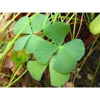 ราคา ผักแว่นน้ำผักสด20บาท (9184361765)