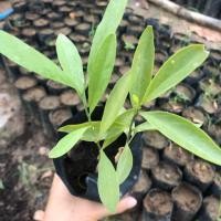 ราคา ต้นพันธุ์ผักหวานป่า ยอดสีทอง 1-2 ต้น พร้อมต้นพี่เลี้ยง สุดคุ้ม (6234428694)