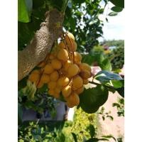 ราคา เมล็ดพันธุ์ ผักหวานป่า สำหรับปลูก 10เมล็ด 29 บาท ผักหวานป่าเป็นเครื่องยาไทยจำพวกผัก จะใช้ส่วนรากมาทำยา (18789424792)