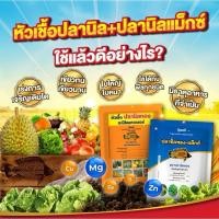 ราคา หัวเชื้อปลานิลทอง +ปลานิลทองแม็กซ์ สองคู่หูจอมพลัง ใช้ได้กับพืชทุกชนิด มีธาตุอาหารที่จำเป็นต่อพืช (29269544066)