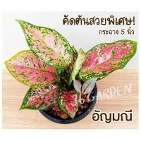 ราคา ต้นอัญมณี อัญมณีแดง ต้นอโกลนีมา ไม้มงคล ไม้ประดับ ไม้ฟอกอากาศ ราคาถูก ขนาดกระถาง 5-6 นิ้ว อัญมณีชมพู ต้นไม้สีหวาน (10237762721)