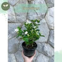 ราคา ต้นพุดพิชญา ไม้ดอกไม้ประดับ ต้นไม้จัดสวน (11601617855)