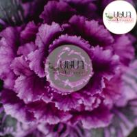 ราคา เมล็ดผักกาดปูเล่ 50 เมล็ด (44950258578)