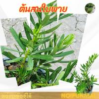 ราคา ต้นสนใบพาย กระถาง 6 นิ้ว(ส่งพร้อมกระถาง) (41813265894)