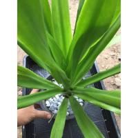 ราคา ต้นจันผา ไม้ประดับจัดสวน (6761743787)