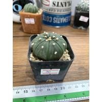 ราคา แคคตัสแอสโตรไฟตัมนูดัม (3946975702)