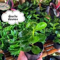 ราคา ช้อนเงินช้อนทอง (4292732622)