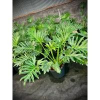ราคา Philodendron Xanadu ต้นฟิโลเดนดรอนซานาดู ซานาดูจักรพรรดิ์ ไม้ฟอกอากาศ ไม้ประดับพุ่มใหญ่ ใบแฉกคล้ายฟันเลื่อย (41523393858)