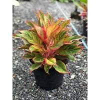 ราคา ต้นแสงเงินแสงทอง ต้นไม้มงคล (11013234982)