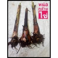 ราคา หน่อกล้วยไข่กำแพงเพชร1หน่อ.หน่อสวยสมบูรณ์ต้นไม่สูงมากเครือยาว (7444251998)