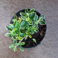 ราคา ข้าวตอกพระร่วง (801141084)