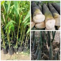 ราคา ต้นไผ่กิมซุง ไผ่ตงลืมแล้ง(ขนาด90-100ซม.)หน่อใหญ่ออกหน่อทั้งปี (28457075171)