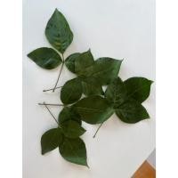 ราคา ใบมะตูม 9 ใบใช้ถวายพระศิวะ และถวายพระพิฆเนศ (27576216282)