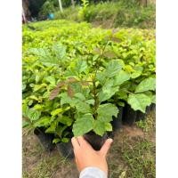 ราคา แคนาหรือต้นแคป่าสวยๆ (28410320437)