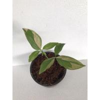 ราคา ต้นเงินไหลมาด่างชมพู(Syngonium Pink Splash)ต้นไม้มงคลเงินไหลมาด่าง (9284707237)