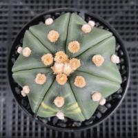 ราคา แอสโตรด่างสตาร์เชฟ แอสโตรด่างเว้า เชื้อโออิโบะ (ส่งเคาะราก) (16283656960)