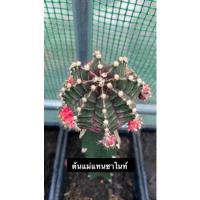 ราคา แคคตัสไม้กราฟโคลน แทนซาไนท์ tanzanite (16061395737)