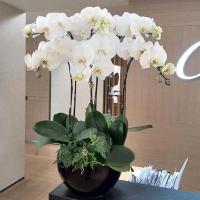 ราคา ขายร้อน100ชิ้น/ถุงผีเสื้อกล้วยไม้บอนไซระเบียงดอกไม้มอดกล้วยไม้เมล็ด Multicolor DIY บ้านตกแต่งสวนง่าย (25983974982)