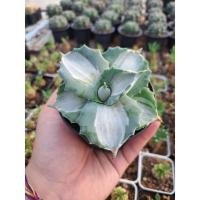 ราคา Agave isthmensis ohi raijin ด่างขาว {อากาเว่ โฮชิ} ขนาด 6-7 cm (25828448236)