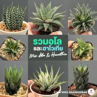 ราคา รวมอโลและฮาโวเทีย Mix Aloe & Haworthia หลายสายพันธุ์ ส่งทั้งกระถาง cactus&succulent (21878750022)