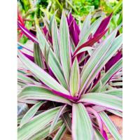 ราคา ว่านกาบหอยแครงด่าง ต้นเพชรสายรุ้ง ปลูกแล้วเป็นมงคลแก่ชีวิต นำโชค เสริมความรัก เสน่ห์เมตตา รวมทั้งแคล้วคลาดจากภัยอันตราย (23549176551)