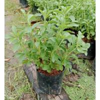 ราคา ต้นหญ้าหวาน Steviaหญ้าหวานพืชสมุนไพรที่ให้ความหวานแทนน้ำตาลได้ ปลูกไว้ติดบ้าน รสชาติหวาน ใช้ได้ทั้งใบสดและใบแห้ง (28141869654)