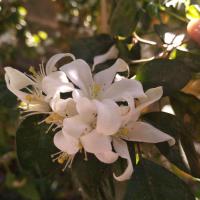 ราคา ต้นกล้าดอกแก้วสูง 30 ซม.(ไม้มงคล) ดอกแก้วหอมรัญจวน ออกดอก เต็มต้น (15948326507)