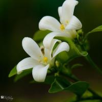 ราคา 10 เมล็ด ดอกแก้วแคระ แก้วแคระมหามงคล (27092578613)