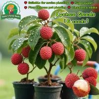 ราคา 6 เมล็ด ต้นพันธุ์ลิ้นจี่แดงจักพรรดิ์ ลิ้นจี่ Sweet Lychee Plant Seeds Fruit Seeds ผลไม้เมืองร้อน เมล็ดพันธุ์ผลไม้ (41072197198)