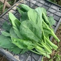 ราคา chinese kale seeds CHINESE BROCCOLI / KALE (200 seeds) - Kailaan / Chinese Kale (42465469582)